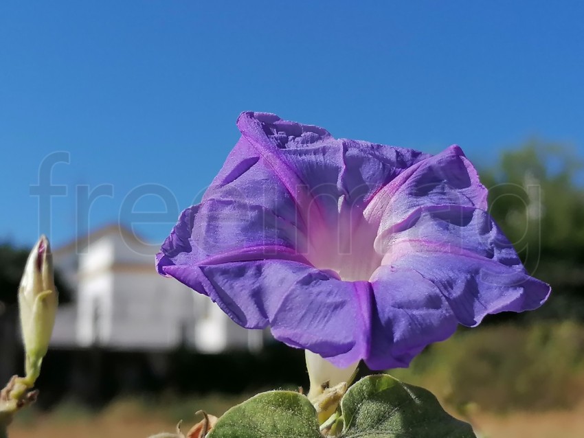 Flor Ipomoea Indica en forma de campana de color morado fondo cielo azul.