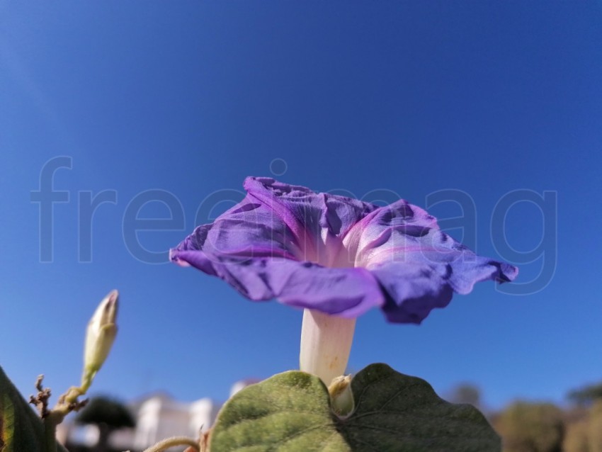 Flor Ipomoea Indica en forma de campana de color morado fondo cielo azul.