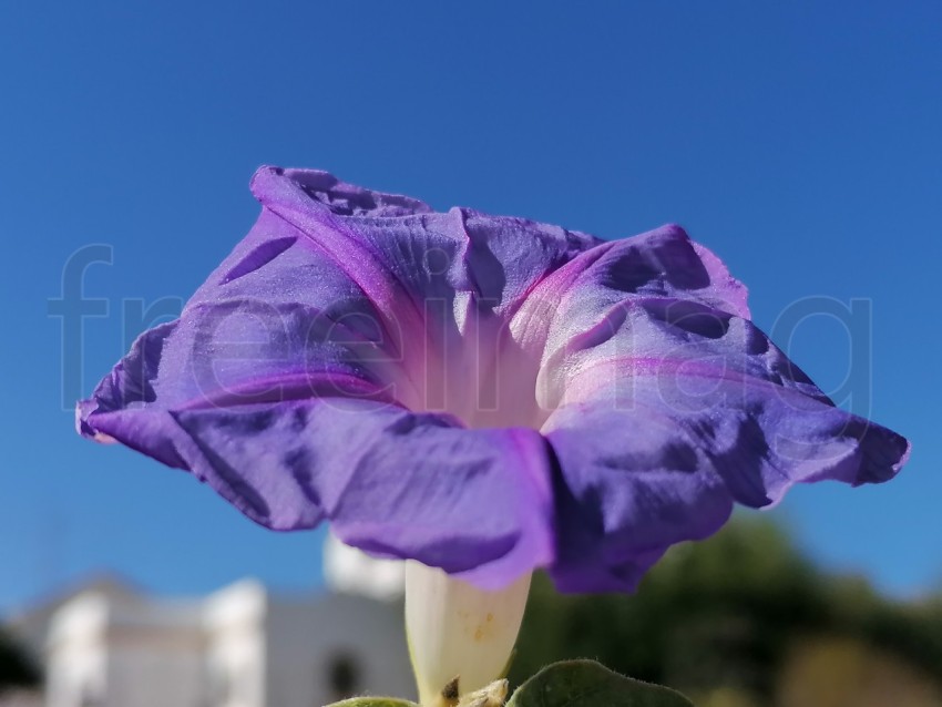 Flor Ipomoea Indica en forma de campana de color morado fondo cielo azul.