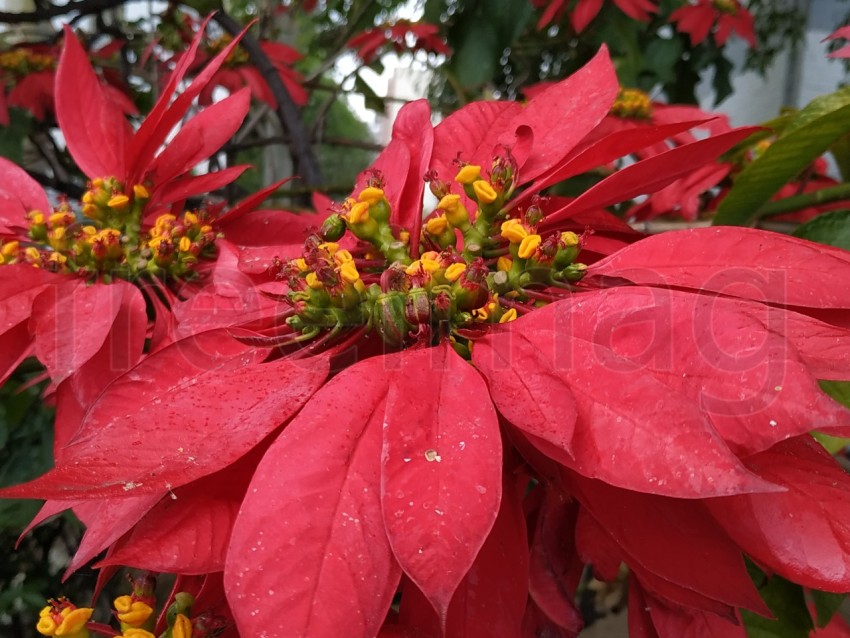 Flor roja Estrella Federal: Un Toque de Color en la Naturaleza