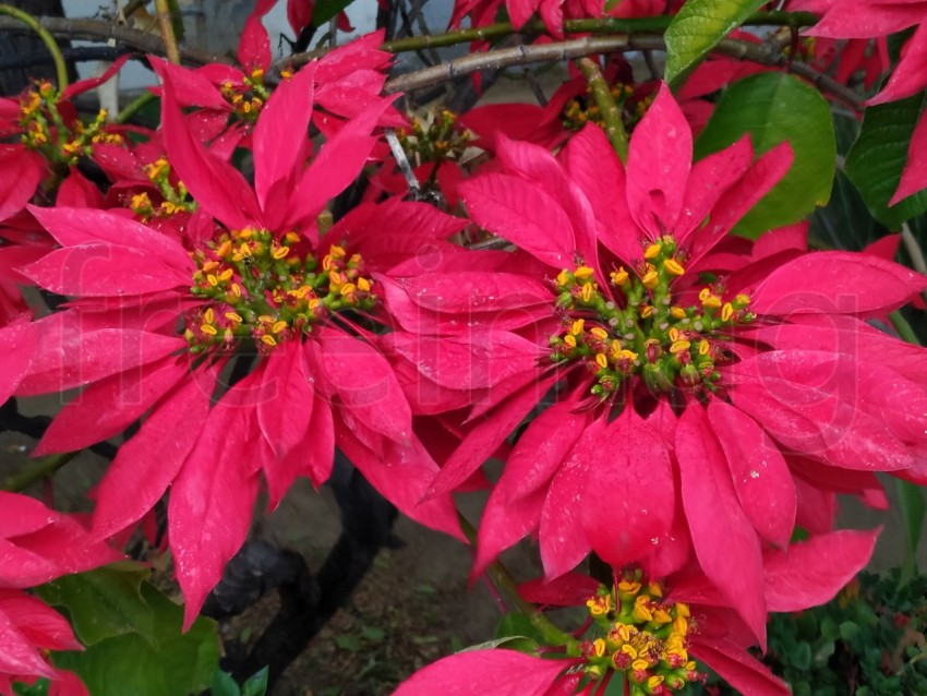 Flor roja Estrella Federal: Un Toque de Color en la Naturaleza