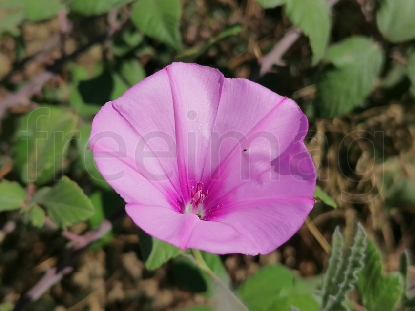 Fotografía de Flor Rosa en Forma de Campana