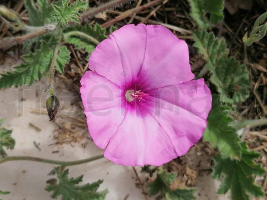 Fotografía de Flor Rosa en Forma de Campana