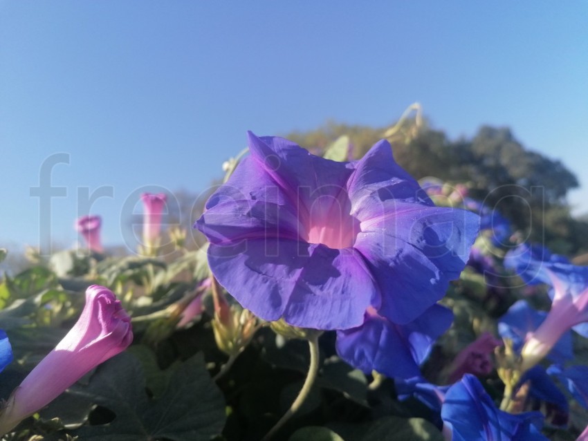 Fotografía de Flor Morad en Forma de Campana