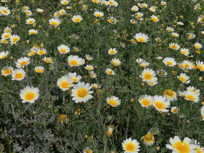 Flores silvestre  Margaritas  que crecen en el campo manzanilla blanca