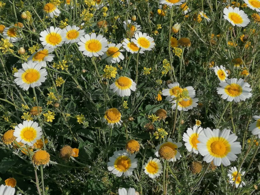 Margaritas, Flores silvestre que crecen en el campo manzanilla blanca