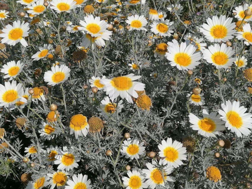 Margaritas, Flores silvestre que crecen en el campo manzanilla blanca