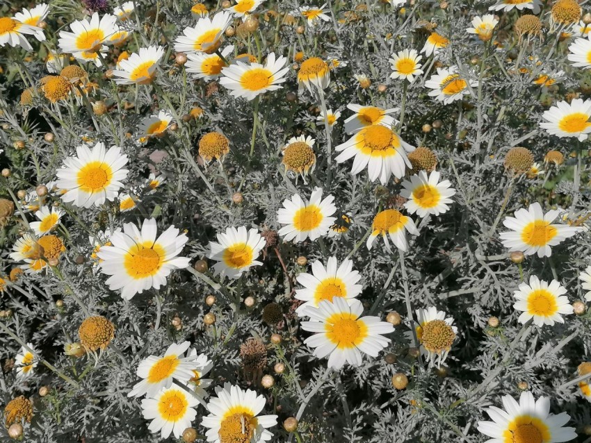 Margaritas, Flores silvestre que crecen en el campo manzanilla blanca