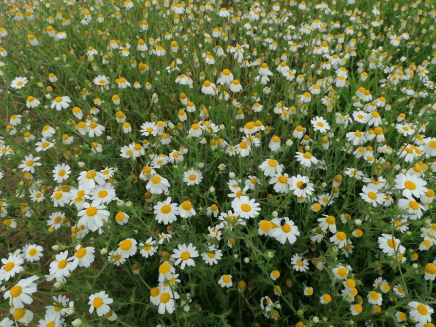 Margaritas, Flores silvestre que crecen en el campo manzanilla blanca