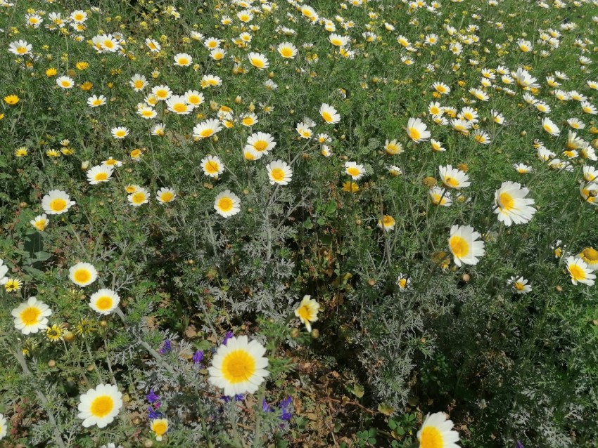 Margaritas, Flores silvestre que crecen en el campo manzanilla blanca