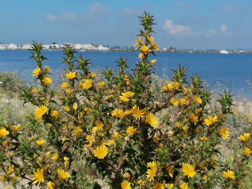 Flores amarillos frente al mar