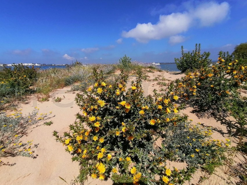 Flores amarillos frente al mar