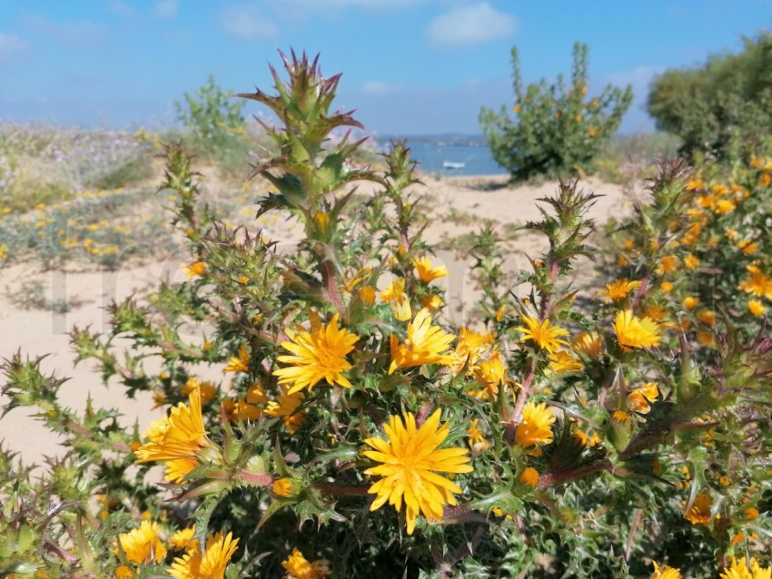 Flores amarillos frente al mar