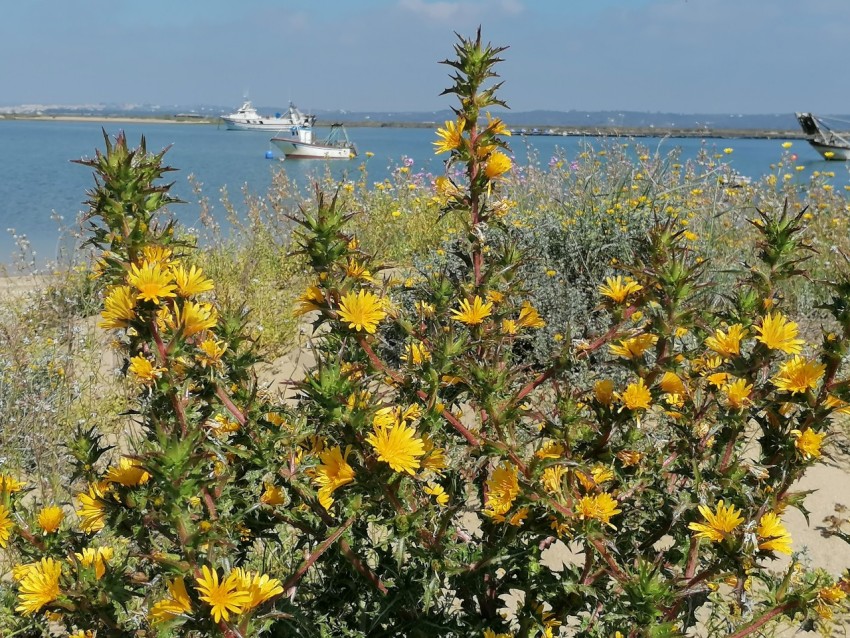 Flores amarillos frente al mar