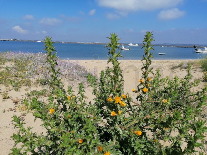 Flores amarillos frente al mar, fondo cielo azul