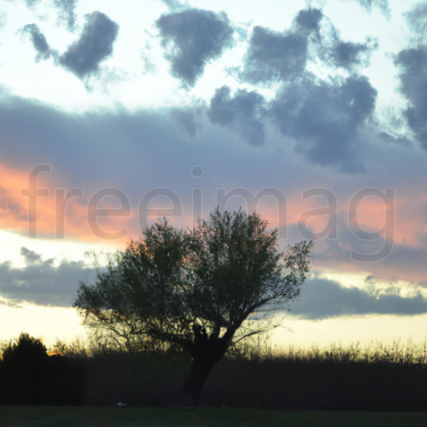 Árbol fondo cielo nublado