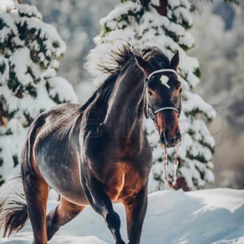 Caballo negro corriendo en la nieve en invierno