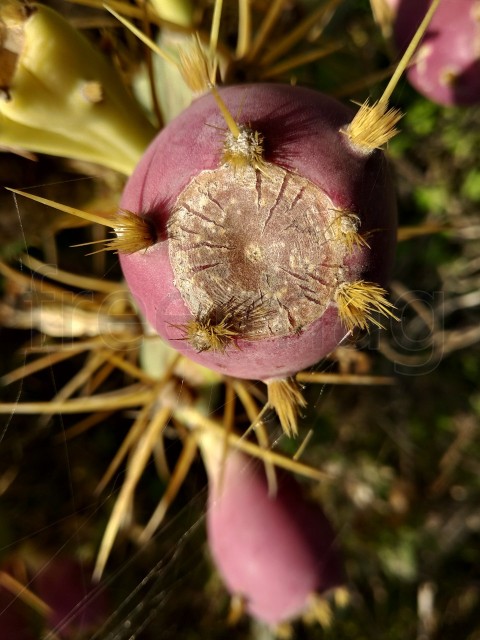 Cactus de opuntia género con frutas rojas