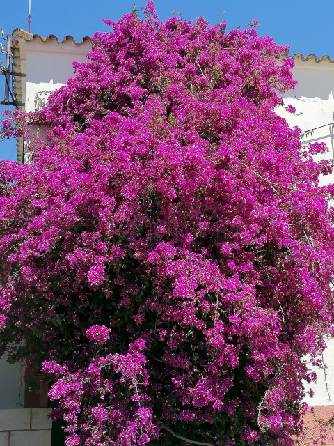 Primer plano de flores de buganvillas, Bougainvillea spectabilis