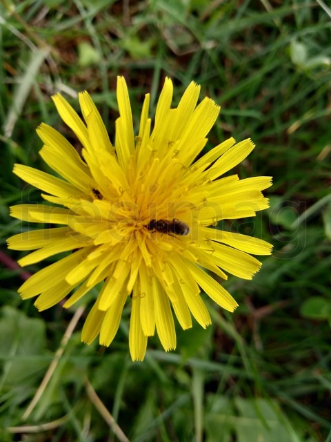 Flor de diente de león amarillo sobre fondo de hierba verde