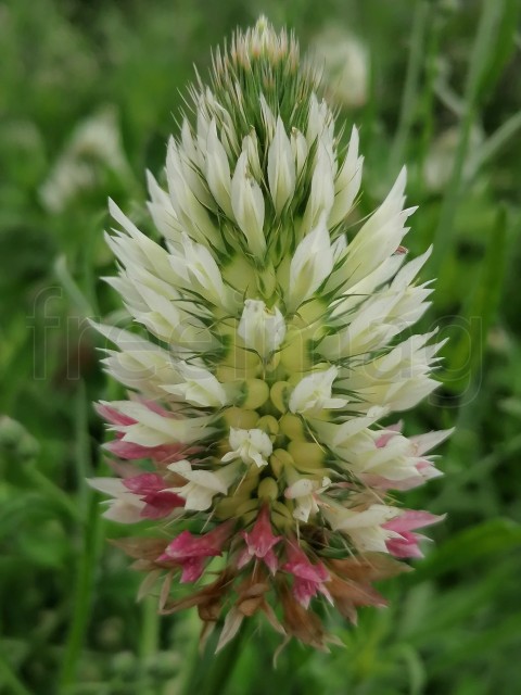 Cercanía Botánica: Trifolium Angus