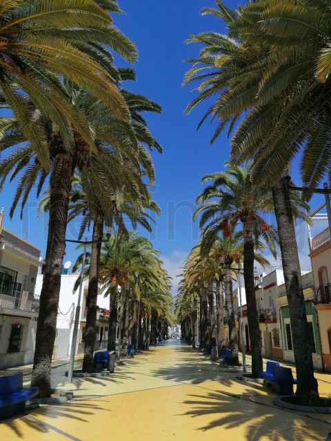 Paisaje costero de Isla Cristina con palmeras. Paseó de la palmeras