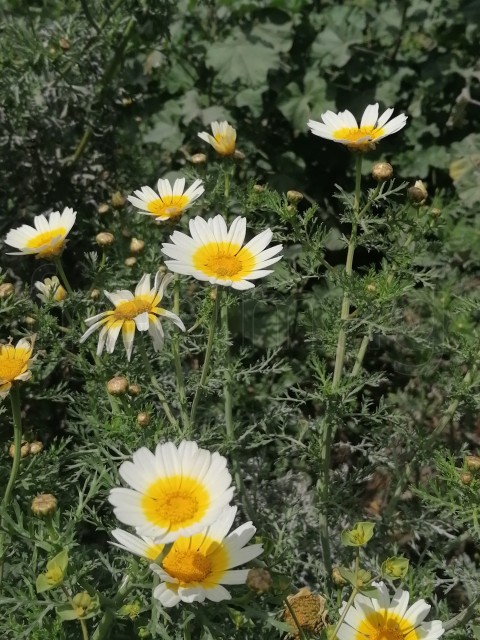 Flores silvestre  Margaritas  que crecen en el campo manzanilla blanca