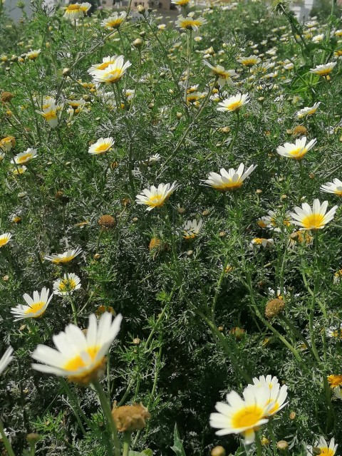 Margaritas, Flores silvestre que crecen en el campo manzanilla blanca