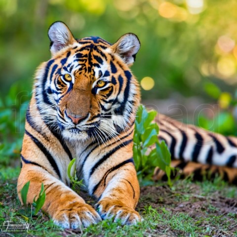 Tigre de bengala mirando fijamente. Generado con IA