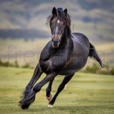 Caballo negro corriendo, fotografía de vida silvestre