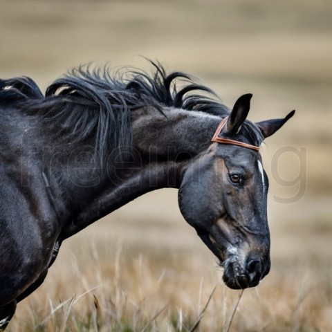 Caballo negro corriendo, fotografía de vida silvestre