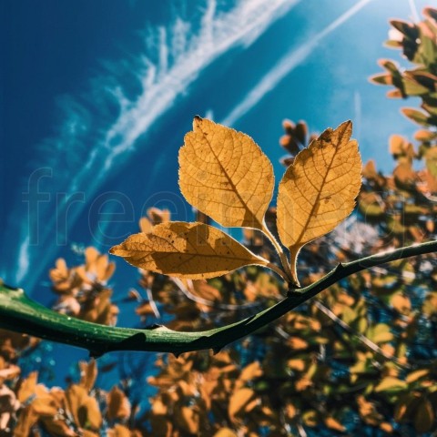 Hoja de color amarillo vibrante sobre una ramita verde contra un fondo de cielo azul profundo