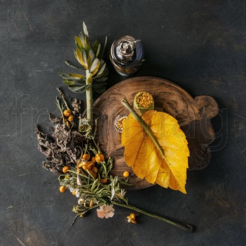 Hoja y Amarillo y otras plantas sobre fondo negro gris