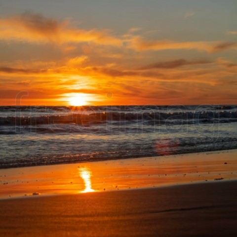 Atardecer la orilla del mar, fotografía de vida silvestre