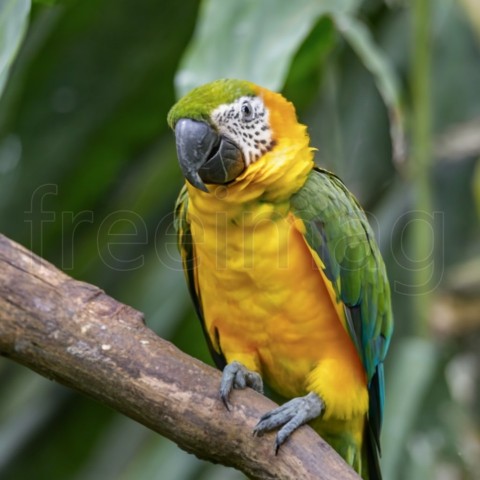 Imagen de Loro, Guacamayo amarillo