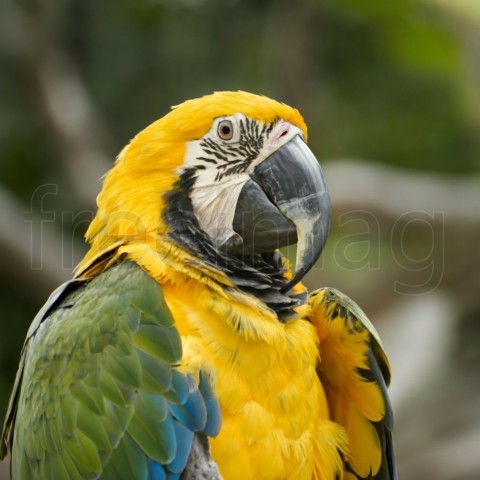 Imagen de Loro, Guacamayo amarillo