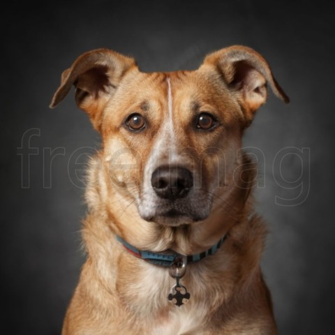 Imagen Retrato de perro sobre fondo negro