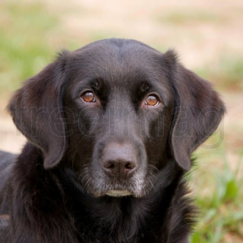 Retrato de un adorable labrador retriever negro