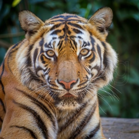 Fijamente Impresionante: El Poderoso Tigre en Primer Plano