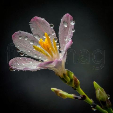 Una hermosa flor exótica en una rama de color marrón oscuro con gotas de agua