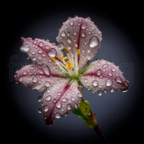 Una hermosa flor exótica en una rama de color marrón oscuro con gotas de agua