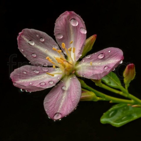 Una hermosa flor exótica en una rama de color marrón oscuro con gotas de agua