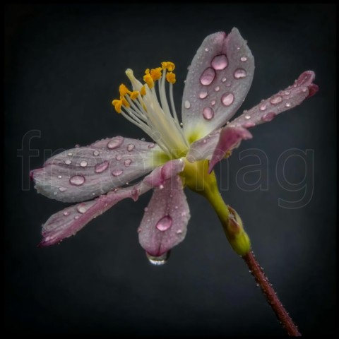 Una hermosa flor exótica en una rama de color marrón oscuro con gotas de agua