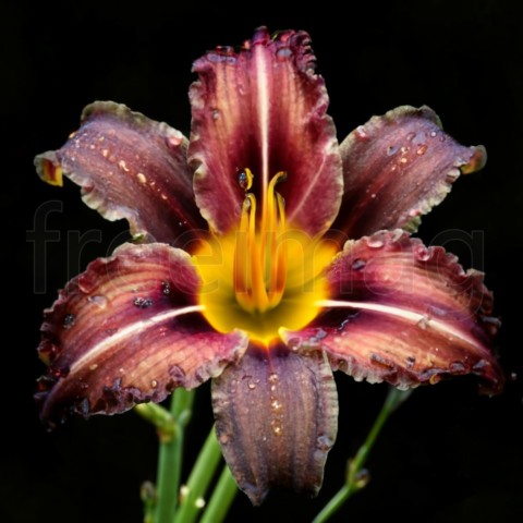 Una hermosa flor exótica en una rama de color marrón oscuro con gotas de agua