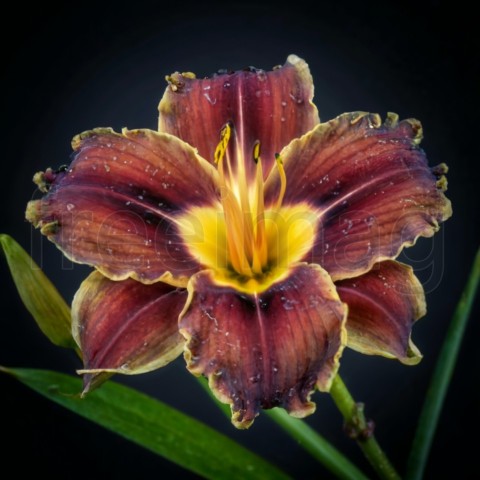 Una hermosa flor exótica en una rama de color marrón oscuro con gotas de agua